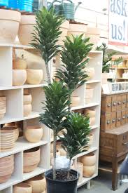 Image result for dracaena