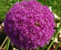 Allium Lucy Ball Allium Flower Pictures Flowers