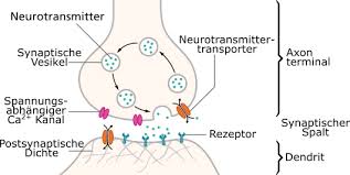 Methylphenidat Wikipedia