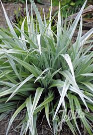 Astelia chathamica 'silver spear' is a superlative plant: Jelitto Perennial Seed Astelia Chathamica Portion S