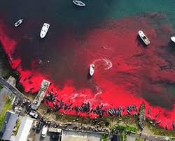 Jun 01, 2019 · the faroe islands of denmark have an unusual tradition of hunting and killing pilot whales for their meat and blubber. Whale Massacre In Faroe Islands News2sea