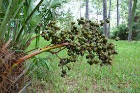 Saw palmetto is most commonly used for decreasing symptoms of an enlarged prostate called benign prostatic hypertrophy ().but it. Saw Palmetto Uses Dosage And Side Effects