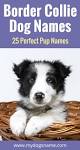 Border Collie Names - 350 Ideas Perfect For Clever Collies