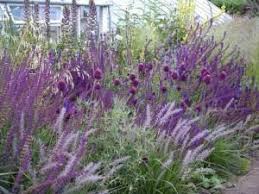 Allium Salvia Grass Love The Different Purples Heights Textures And Shades Allium Grass Heights Love Purpl Bepflanzung Vertikaler Garten Salbei