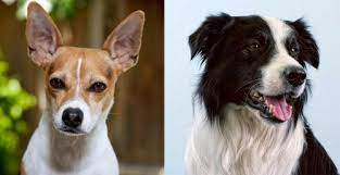 Rat Terrier Vs Border Collie Breed Comparison Mydogbreeds