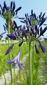 Prachtige Paarse Agapanthus Flowers Photography Beautiful Flowers Photography Flower Painting