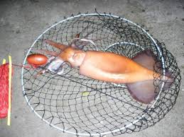 Humboldt Squid visit the piers —