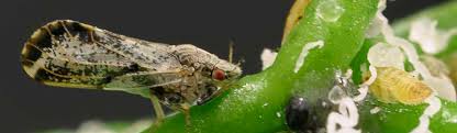 The california department of food and agriculture (cdfa) is seeking a grower representative with operations in the fresno county area to sit as a member on the citrus pest and disease prevention california ag network's video reports really bring agriculture to life online in this new digital era. Asian Citrus Psyllid Citrus Agriculture Pest Management Guidelines Uc Statewide Ipm Program Uc Ipm