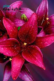 أجمل صور زهور طبيعية خلفيات ورود جميلة جدا جودة عالية hd 3 desktop wallpaper flowers wallpaper