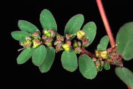 Image result for Euphorbia prostrata