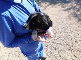 Litter Of 8 Border Collie Puppies For Sale In Green Valley Az Adn 31348 On Puppyfinder Puppies For Sale Border Collie Puppies Border Collie Puppies For Sale