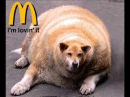 But fat dog mendoza knows justwhat to do! Fat Dog I M Not A Scoobidoobidoo Youtube