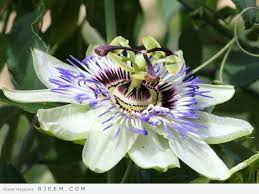 Find the perfect passion flower stock illustrations from getty images. ÙÙˆØ§Ø¦Ø¯ Ø´Ø§ÙŠ Ø²Ù‡Ø±Ø© Ø§Ù„Ø¢Ù„Ø§Ù… Passionflower Tea Ù…Ø¬Ù„Ø© Ø±Ø¬ÙŠÙ…