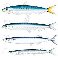 マイワシ キビナゴ サンマ サヨリイラスト 魚図鑑 マイワシ 魚
