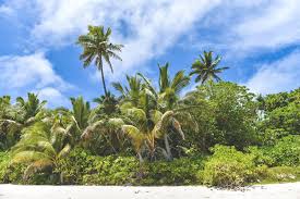 Tonga is a member of the commonwealth and of the united nations. Tonga Im Sudpazifik Mit Buckelwalen Auf Tuchfuhlung