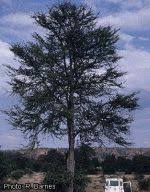 Image result for Acacia robusta