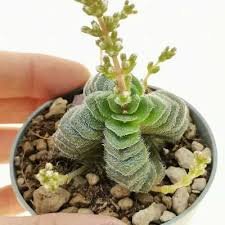 Image result for Crassula setulosa