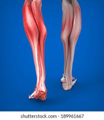 Can be broken off of goliath after five hits to its right hind leg. Achilles Tendon Lower Leg Muscles Stock Illustration 189961667