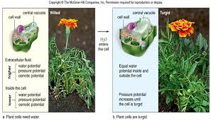 Plant cell and animal cell mcq. Multiple Choice Quiz On Transport In Plants