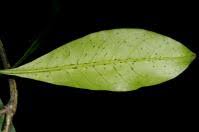 Image result for Psychotria vogeliana