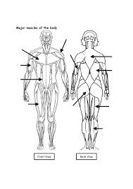 The extrinsic back muscles, which lie most superficially on the back. Work Sheets