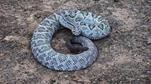 Timber rattlesnake rattlesnake coral snake snake bite water moccasin. Tschechien Giftschlange Beisst Madchen 8 In Den Fuss