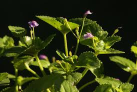 Image result for Craterostigma nummulariifolium