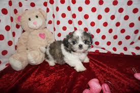 Shih tzu were bred to be affectionate companion dogs. Shih Tzu Puppies Ready Jan 2019 Tlc Puppy Love