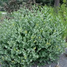 Image result for Baphia multiflora