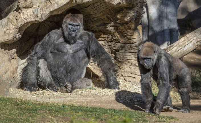 Zoos, Scientists Aim To Curb People Giving Virus To Animals | KPBS Public  Media