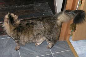 Some cats show other symptoms during their. Feline Hyperesthesia What On Earth Is That Our Cats World