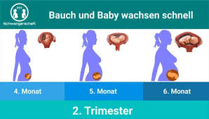 Wann fängt der babybauch zu wachsen an? Zweites Trimester My Schwangerschaft