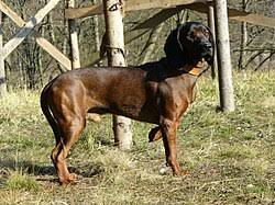 Image result for anglický barvář