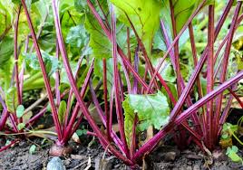 Gemuse Fur Halbschatten Diese Nutzpflanzen Wachsen Im Schattigen Garten Bepflanzung Schattenbeet Schatteng Winter Vegetables Gardening Plants Edible Plants