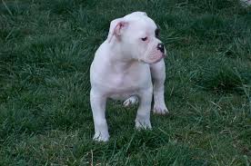 5:34 theomarsimental recommended for you. American Bulldog Funny Quotes Quotesgram