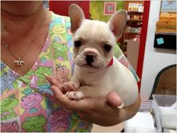Bluecoat french bulldog is an akc french bulldog breeder in southern texas. Teacup French Bulldogs Dallas Texas Puppies Black Pug Puppies Pug Puppies