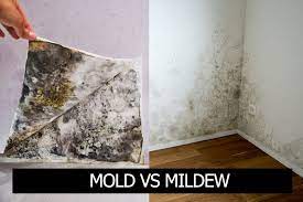 While immediate removal is certainly the best idea, we thought we would share their differences! The Basic Difference Between Mold And Mildew Nationwide Restorations