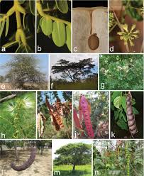 Image result for Albizia glaberrima