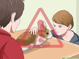 Maybe you would like to learn more about one of these? How To Care For A House Rabbit With Pictures Wikihow Pet