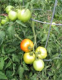 Placing them in a shallow dish in the refrigerator to act as a natural deodorizer. Grow Healthy Flavorful Fruit With The Best Fertilizer For Tomatoes Insteading