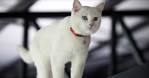 White Cat Breeds • Purrfect Cat Breeds