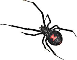 Make sure your home & yard is protected from spiders and other poisonous pests with help from orkin. Pest Control Buffo S Termite Pest Control