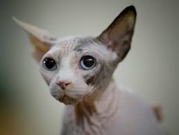 Join millions of people using oodle to find kittens for adoption, cat and kitten listings, and other pets adoption. Toronto The Birthplace Of Hairless Sphynx Cat Cbc News
