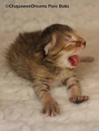 Karen lebert (khl103051)