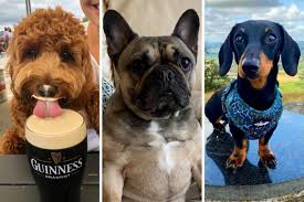 The companionship between a person and a canine is probably the most superb affiliation. 9ao4o6xblbp0wm