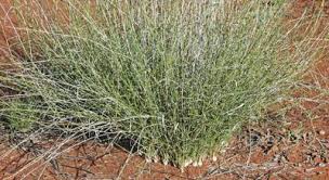 Image result for Eragrostis milnei