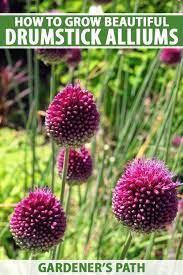 Pin On Flower Gardening