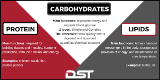 It acts as an activator for enzymes catalyzing reactions of chlorophyll synthesis. Macronutrients The Basics Dynamic Sports Training