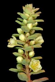 Image result for Clutia swynnertonii