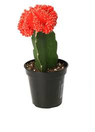 As such, the best way to grow moon cacti with successful repotting, your moon cactus should be good for at least 3 to 4 years. Moon Cactus Info Learn About The Care Of Moon Cactus Dummer Garden Manage Gfinger Is The Best Garden Manage App